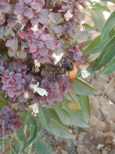 Honey Bee on ocimum basilicum flower or Honey Bee on Basil flower in the garden photo