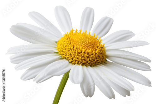 Common daisy blossom isolated on a white backgroundtran