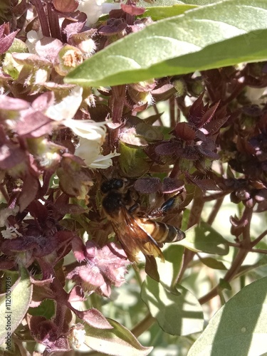 Honey Bee on ocimum basilicum flower or Honey Bee on Basil flower in the garden photo