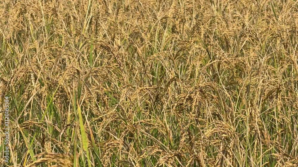 ripe golden rice paddy in a rice agriculture field ripe golden rice paddy in a rice agriculture field