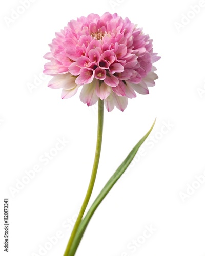 flower sea pink thrift