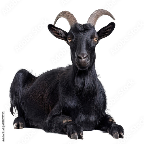 Black goat on transparent or white background png