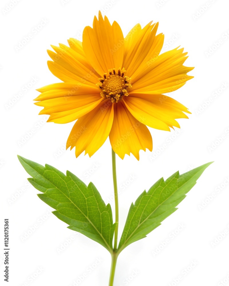 tickseed flower tickseed flower