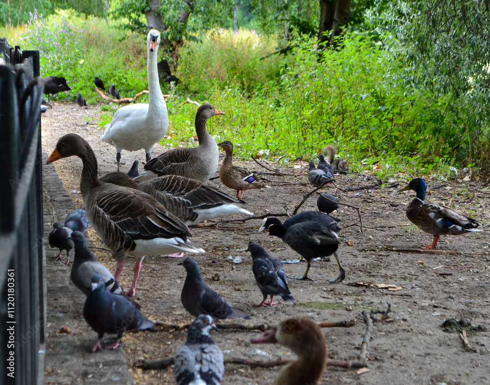 Fototapeta premium geese in the park