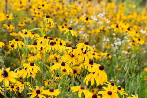 Fototapeta Naklejka Na Ścianę i Meble -  Yellow Coneflower Field