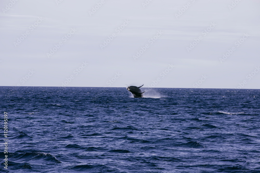 Ballena franca austral saltando en el oceano atlantico Golfo Nuevo, Chubut, Argentina Ballena franca austral saltando en el oceano atlantico Golfo Nuevo, Chubut, Argentina