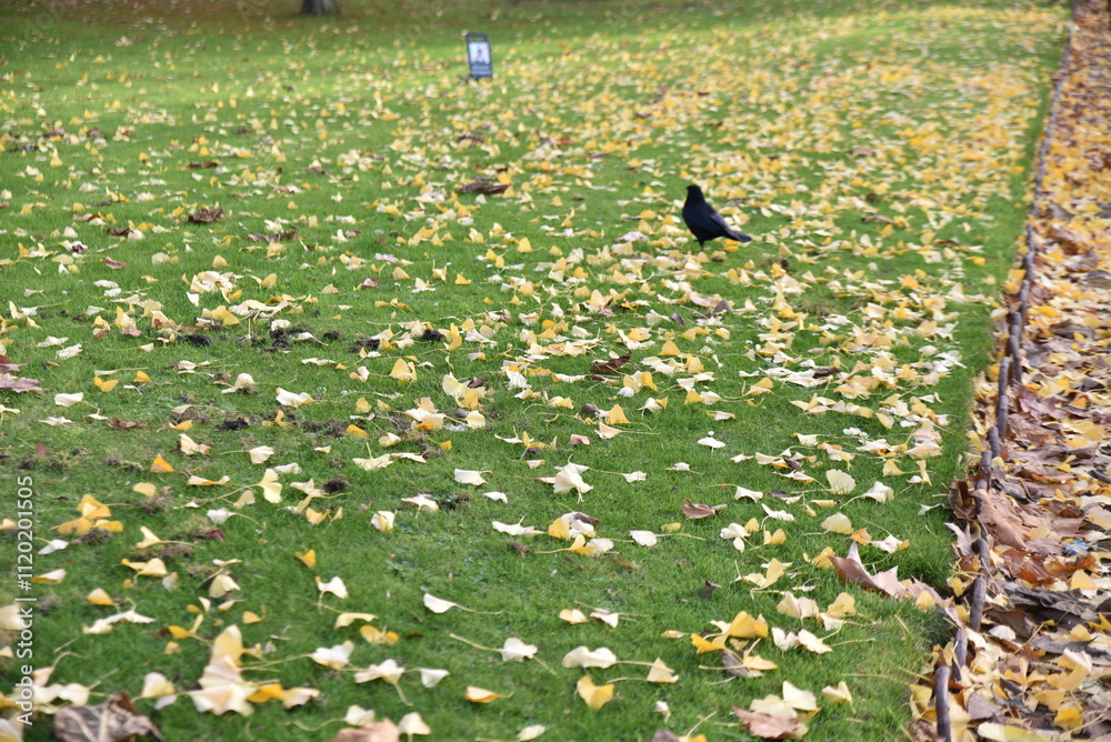 Fotografie Feuilles mortes sur la pelouse en automne