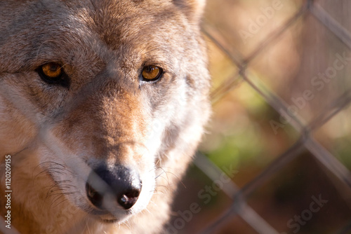 Portrait of white wolf in the zoo