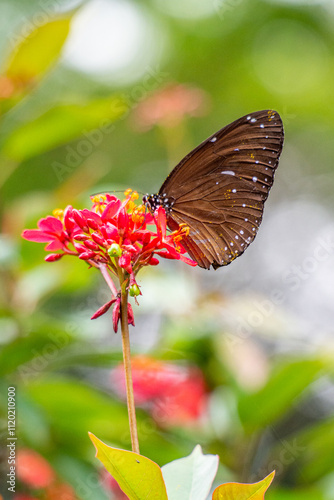 Bild auf Leinwand Butterflies are winged insects from the lepidopteran superfamily Papilionoidea
