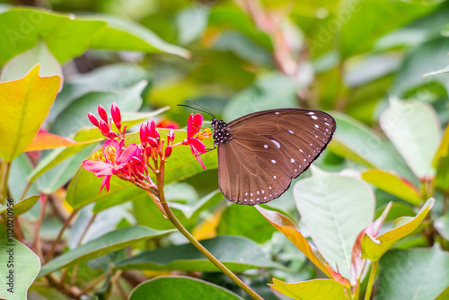 фотографія Butterflies are winged insects from the lepidopteran superfamily Papilionoidea