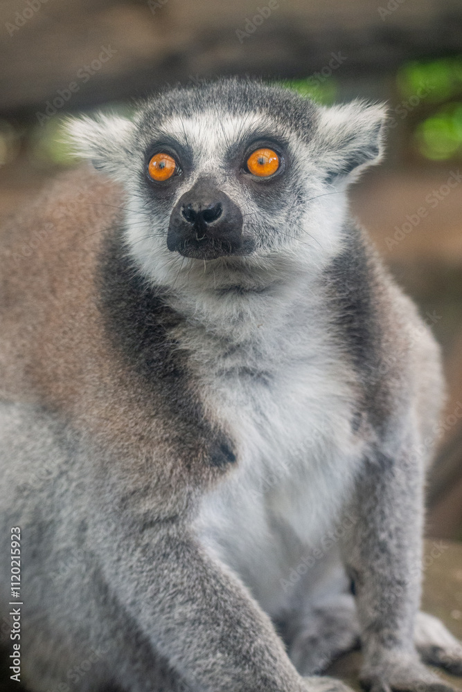 Fototapeta premium The ring-tailed lemur (Lemur catta) is a medium- to larger-sized strepsirrhine (wet-nosed) primate and the most internationally recognized lemur species, owing to its long, black-and-white, ringed tai