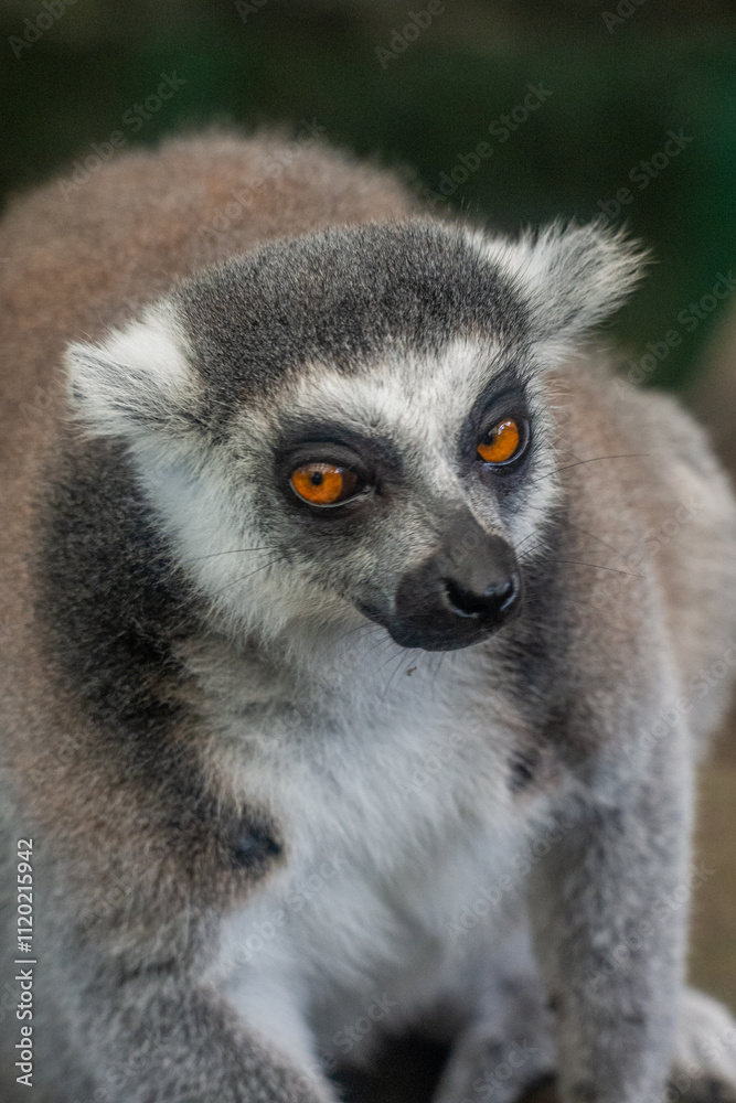 Fototapeta premium The ring-tailed lemur (Lemur catta) is a medium- to larger-sized strepsirrhine (wet-nosed) primate and the most internationally recognized lemur species, owing to its long, black-and-white, ringed tai