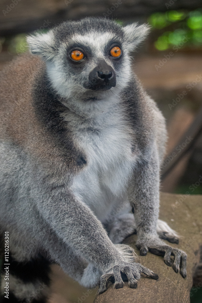Fototapeta premium The ring-tailed lemur (Lemur catta) is a medium- to larger-sized strepsirrhine (wet-nosed) primate and the most internationally recognized lemur species, owing to its long, black-and-white, ringed tai