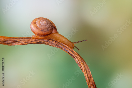 Cornu aspersum (syn. Helix aspersa, Cryptomphalus aspersus), known by the common name garden snail, is a species of land snail in the family Helicidae photo