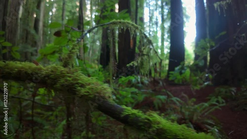 Mystical Redwood Forest Path on a Foggy Morning