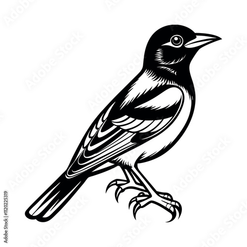 Print oriole bird vector silhouette