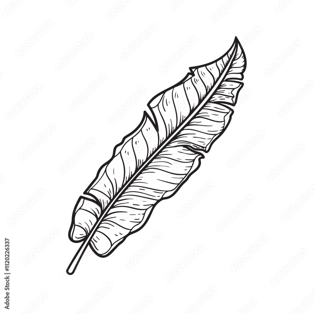 Hand drawn sketch style banana leaf. Best for wedding save date, envelope, valentine, for party, holiday decor. Vector illustrations isolated on white. Hand drawn sketch style banana leaf. Best for wedding save date, envelope, valentine, for party, holiday decor. Vector illustrations isolated on white.