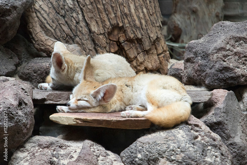 Two fennec foxes peacefully sleeping on rocky terrain.