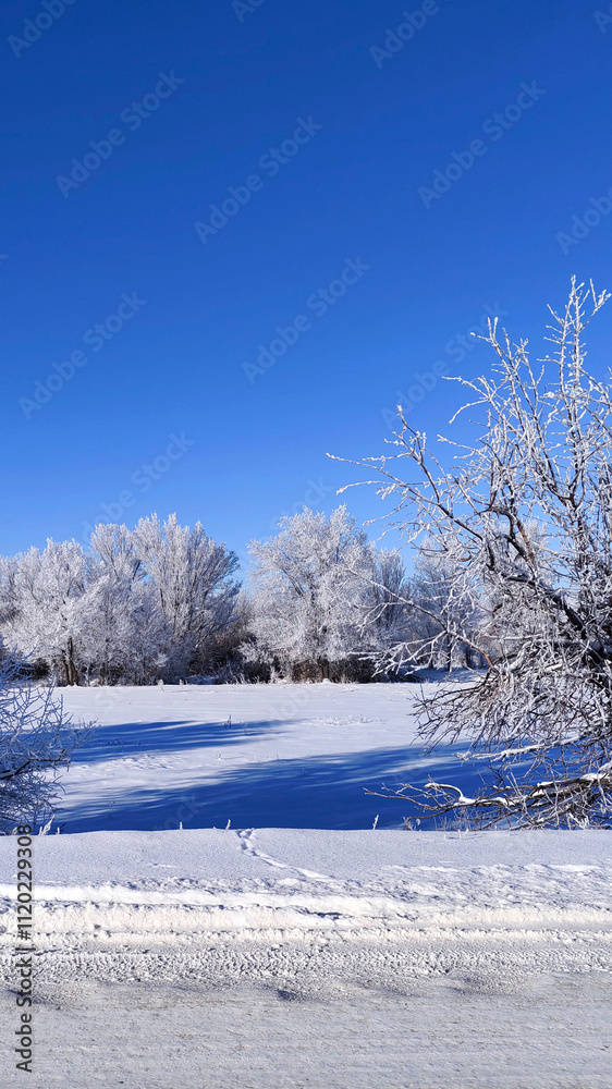 Winter landscape, trees covered with frost, snow-covered field. Winter landscape, trees covered with frost, snow-covered field.