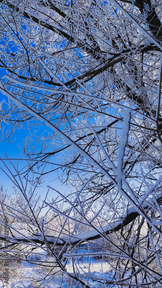 Obraz premium The sky through the snow-covered tree branches.