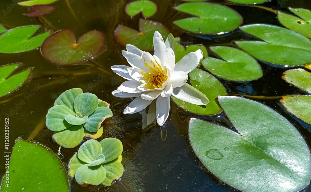 Nymphaea blooming with white flowers in an artificial pond Nymphaea blooming with white flowers in an artificial pond