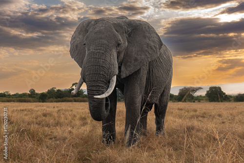 Close encounter with a lone elephant