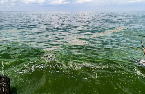 Strong bloom of water with blue-green algae, ecological disaster, pollution of the Black Sea photo