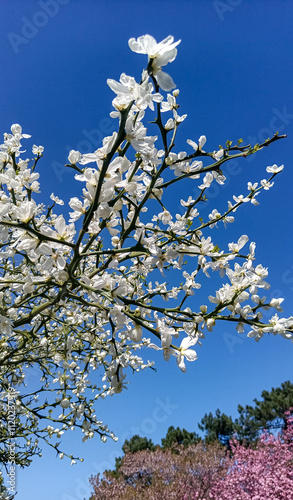 Poncirus trifoliata - Evergreen poncirus bush blooming with white flowers on the background of the blue sky with clouds