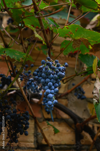 Close-up of a bunch of blue grapes on the vine, with a blurred brick wall in the background. Ready for harvest and to make fine wine