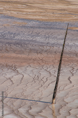 Yellowstone, ghost tree, travertine, hot spring, decaying trees, deposit, geyser basin, geyserite photo