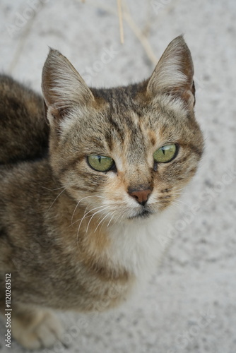European cat
A breed of short-haired domestic cats that was created by European breeders and cat lovers in the mid-20th century.