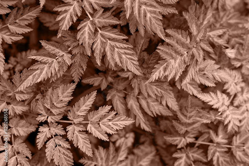 Texture background from leaves. Demonstrating color of 2025 year mocha mousse photo