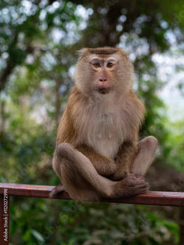 Photography Funny macaque monkey posing in the tropical forest at Monkey Hill, Thailand