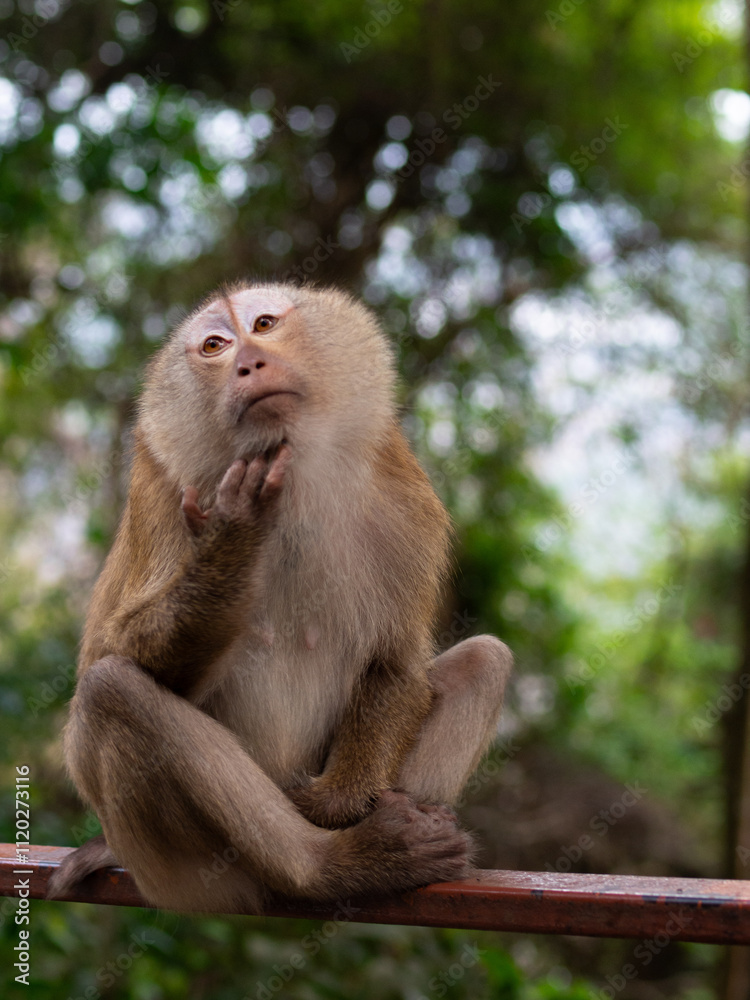 Funny thinking macaque monkey posing in the jungle at Monkey Hill, Thailand Funny thinking macaque monkey posing in the jungle at Monkey Hill, Thailand