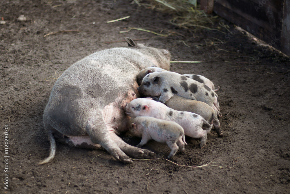 Newborn piglets suckling milk from mother pig, organic farm outside, natural look Newborn piglets suckling milk from mother pig, organic farm outside, natural look