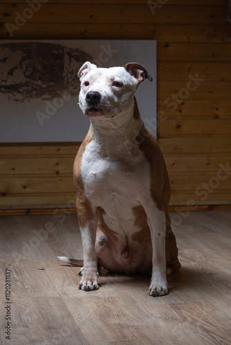 Portrait of a beautiful purebred Staffordshire Terrier in a studio in a low key.