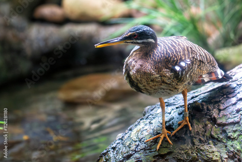 Sunbittern (Eurypyga helias), Found in Tropical Forests and Wetlands Across Central and South America photo