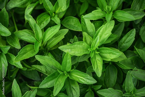 Stevia texture background, sweet leaf pattern, stevia rebaudiana banner, sugar substitute mockup