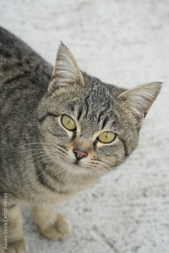 European cat
A breed of short-haired domestic cats that was created by European breeders and cat lovers in the mid-20th century. European cat
A breed of short-haired domestic cats that was created by European breeders and cat lovers in the mid-20th century.