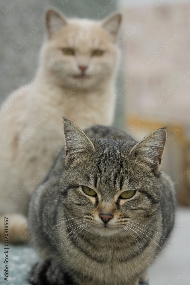 European cat
A breed of short-haired domestic cats that was created by European breeders and cat lovers in the mid-20th century. European cat
A breed of short-haired domestic cats that was created by European breeders and cat lovers in the mid-20th century.