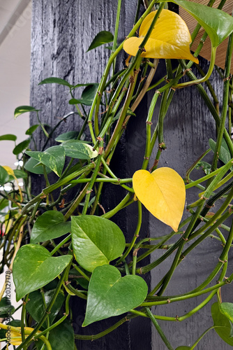 Pothos Plant with Yellow Leaves