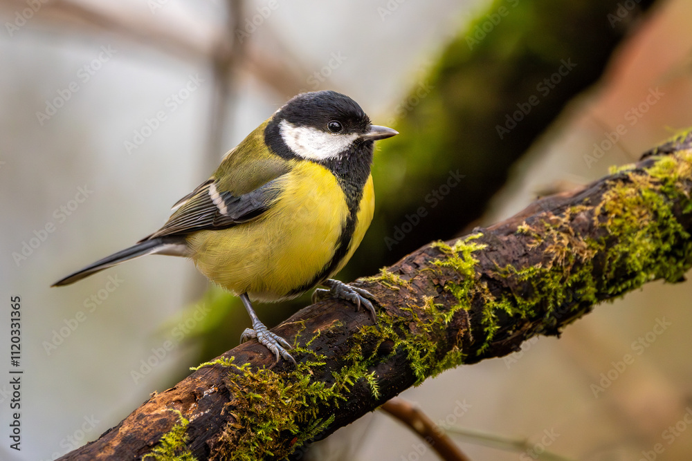 Naklejka premium Kohlmeise im Herbst auf einem Ast / Vogel