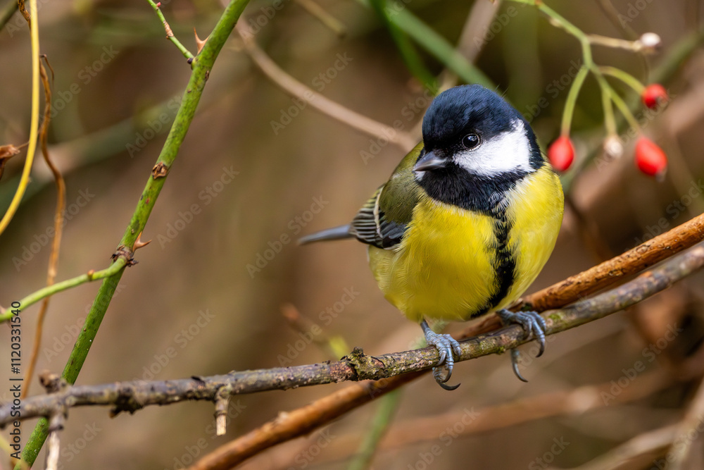 Obraz premium Kohlmeise im Herbst auf einem Ast / Vogel
