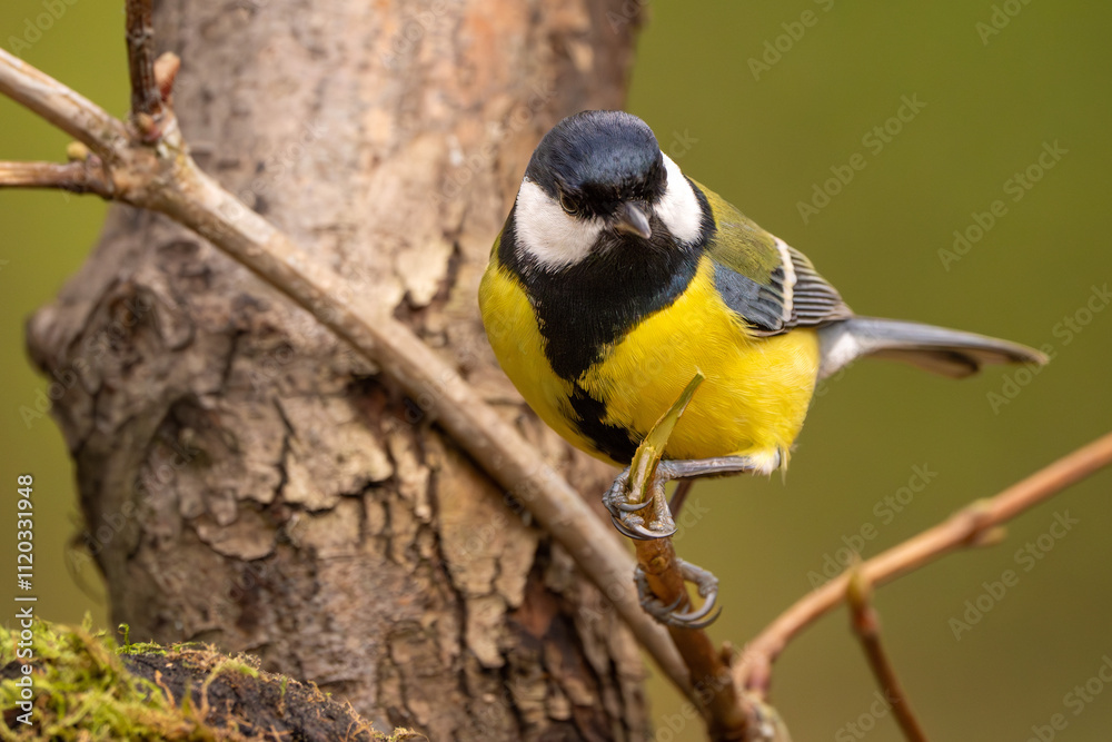 Fototapeta premium Kohlmeise im Herbst auf einem Ast / Vogel