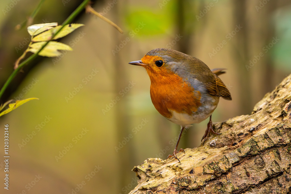 Rotkelchen im Herbst auf einem Ast / Vogel