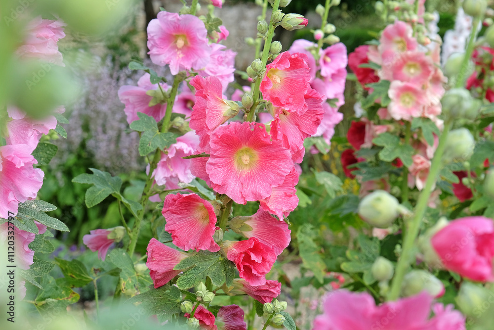 Colourful deep pink Alcea rosea, or hollyhock, in flower. Colourful deep pink Alcea rosea, or hollyhock, in flower.
