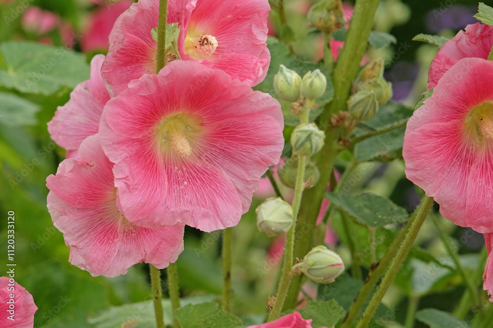 Colourful deep pink Alcea rosea, or hollyhock, in flower. Colourful deep pink Alcea rosea, or hollyhock, in flower.