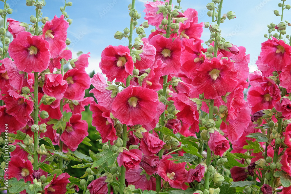 Colourful deep pink Alcea rosea, or hollyhock, in flower. Colourful deep pink Alcea rosea, or hollyhock, in flower.