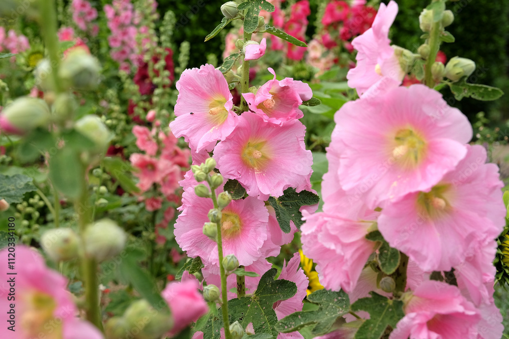 Bright pink Alcea rosea, or hollyhock, in flower. Bright pink Alcea rosea, or hollyhock, in flower.