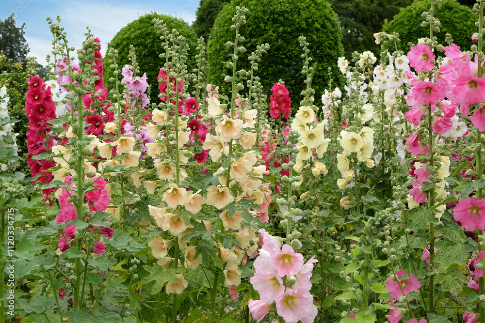 Colourful Yellow and pink Alcea rosea, or hollyhock, in flower. Colourful Yellow and pink Alcea rosea, or hollyhock, in flower.